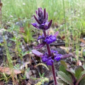 Ajuga australis at Tuggeranong DC, ACT - 25 Oct 2020 04:14 PM