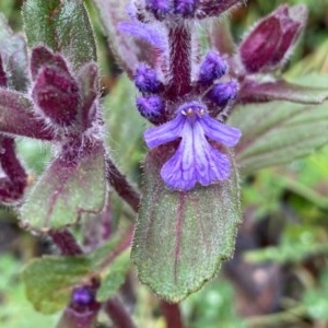 Ajuga australis at Tuggeranong DC, ACT - 25 Oct 2020 04:14 PM