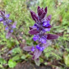 Ajuga australis at Tuggeranong DC, ACT - 25 Oct 2020 04:14 PM