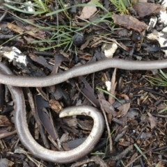 Anilios nigrescens (Blackish Blind Snake) at Mount Ainslie - 25 Oct 2020 by Frogmouth