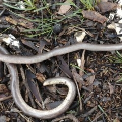 Anilios nigrescens (Blackish Blind Snake) at Majura, ACT - 24 Oct 2020 by Frogmouth