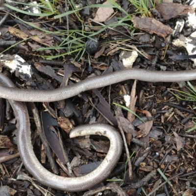 Anilios nigrescens (Blackish Blind Snake) at Mount Ainslie - 24 Oct 2020 by Frogmouth