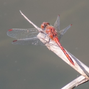 Diplacodes bipunctata at Mount Clear, ACT - 21 Oct 2020