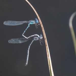 Austrolestes leda at Mount Clear, ACT - 21 Oct 2020