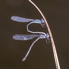 Austrolestes leda at Mount Clear, ACT - 21 Oct 2020