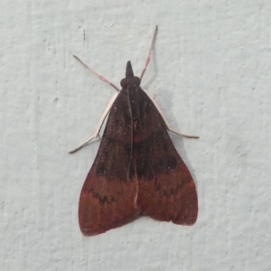 Uresiphita ornithopteralis at Kambah, ACT - 20 Jun 2020 09:53 AM