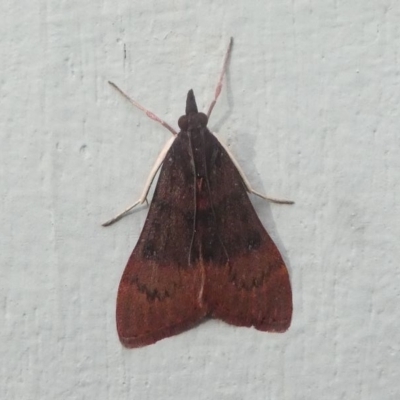 Uresiphita ornithopteralis (Tree Lucerne Moth) at Kambah, ACT - 20 Jun 2020 by HarveyPerkins