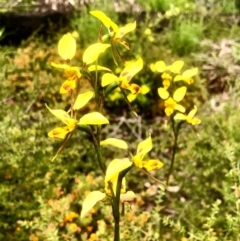 Diuris sulphurea at Bruce, ACT - suppressed