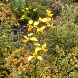 Diuris sulphurea at Bruce, ACT - suppressed