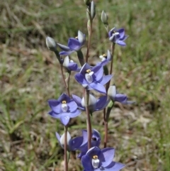 Thelymitra nuda at Cook, ACT - 22 Oct 2020