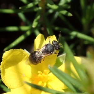 Lasioglossum sp. (genus) at Cook, ACT - 20 Oct 2020 12:27 PM