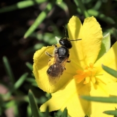 Lasioglossum sp. (genus) at Cook, ACT - 20 Oct 2020