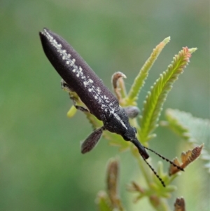 Rhinotia sp. (genus) at Cook, ACT - 20 Oct 2020