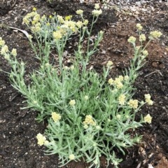 Pseudognaphalium luteoalbum (Jersey Cudweed) at Hughes, ACT - 24 Oct 2020 by ruthkerruish