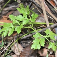 Sceptridium australe (Austral Moonwort) at Berry, NSW - 26 Oct 2020 by plants