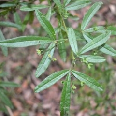 Zieria smithii (Sandfly Zieria) at Berry, NSW - 25 Oct 2020 by plants