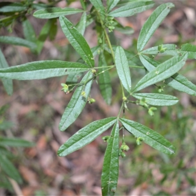 Zieria smithii (Sandfly Zieria) at Berry, NSW - 25 Oct 2020 by plants