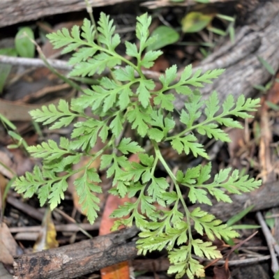 Sceptridium australe (Austral Moonwort) at Berry, NSW - 26 Oct 2020 by plants