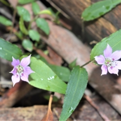 Schelhammera undulata (Lilac Lily) at Berry, NSW - 25 Oct 2020 by plants