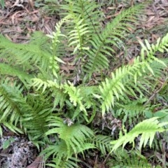 Blechnum cartilagineum (Gristle Fern) at Berry, NSW - 26 Oct 2020 by plants