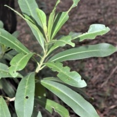 Duboisia myoporoides (Corkwood, Eye-opening Tree) at Berry, NSW - 25 Oct 2020 by plants