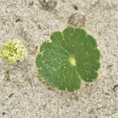 Hydrocotyle bonariensis (Pennywort) at Berry, NSW - 26 Oct 2020 by plants