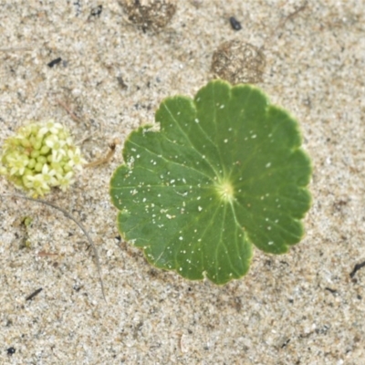 Hydrocotyle bonariensis (Pennywort) at Berry, NSW - 26 Oct 2020 by plants