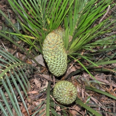 Macrozamia communis (Burrawang) at Berry, NSW - 26 Oct 2020 by plants