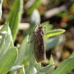 Tineidae (family) (Clothes moths (Tineidae)) at Holt, ACT - 12 Oct 2020 by CathB