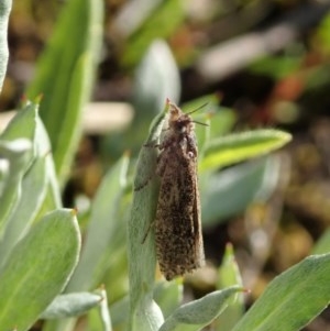 Tineidae (family) at Holt, ACT - 12 Oct 2020