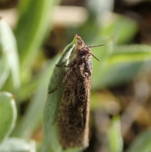 Tineidae (family) at Holt, ACT - 12 Oct 2020