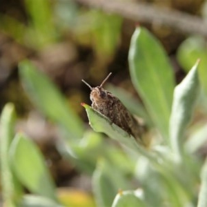 Tineidae (family) at Holt, ACT - 12 Oct 2020