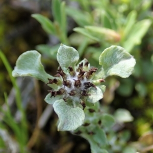 Stuartina muelleri at Holt, ACT - 23 Oct 2020