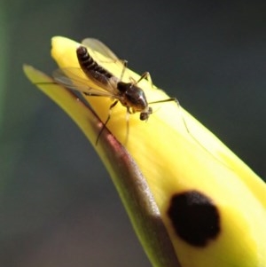 Chironomidae (family) at Holt, ACT - 22 Oct 2020