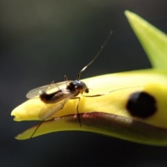 Chironomidae (family) at Holt, ACT - 22 Oct 2020