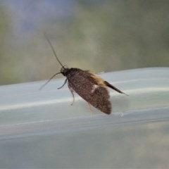 Leistomorpha brontoscopa (A concealer moth) at Cook, ACT - 18 Oct 2020 by CathB