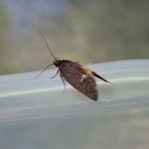 Leistomorpha brontoscopa at Cook, ACT - suppressed