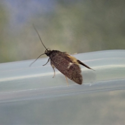 Leistomorpha brontoscopa (A concealer moth) at Cook, ACT - 18 Oct 2020 by CathB