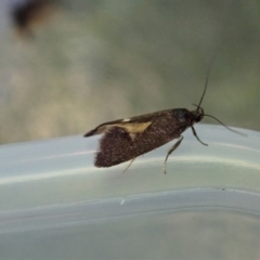 Leistomorpha brontoscopa at Cook, ACT - suppressed