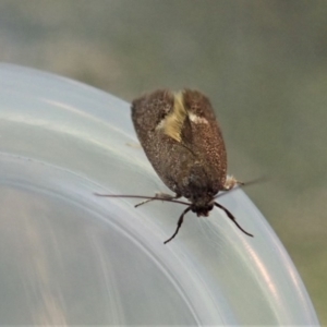 Leistomorpha brontoscopa at Cook, ACT - suppressed