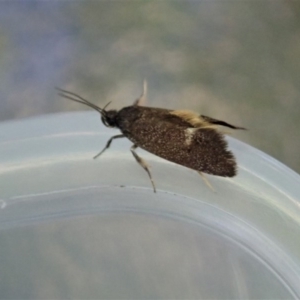 Leistomorpha brontoscopa at Cook, ACT - suppressed