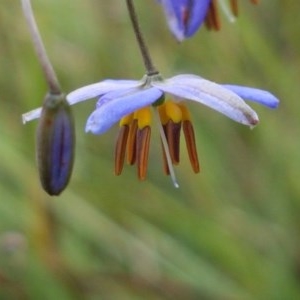 Dianella sp. aff. longifolia (Benambra) at Bruce, ACT - 26 Oct 2020