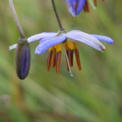 Dianella sp. aff. longifolia (Benambra) (Pale Flax Lily, Blue Flax Lily) at Flea Bog Flat, Bruce - 26 Oct 2020 by tpreston