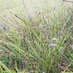 Dianella sp. aff. longifolia (Benambra) at Bruce, ACT - 26 Oct 2020