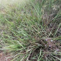 Dianella sp. aff. longifolia (Benambra) at Bruce, ACT - 26 Oct 2020