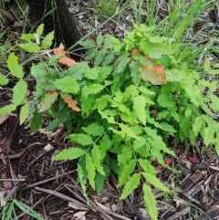 Berberis aquifolium at Bruce, ACT - 26 Oct 2020