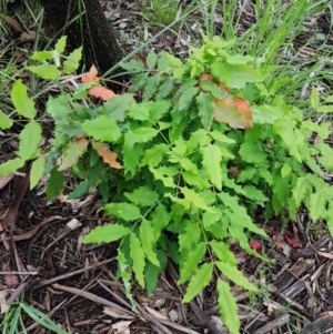 Berberis aquifolium at Bruce, ACT - 26 Oct 2020