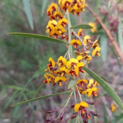 Daviesia mimosoides (Bitter Pea) at Flea Bog Flat, Bruce - 26 Oct 2020 by tpreston