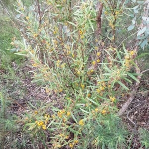 Daviesia mimosoides at Bruce, ACT - 26 Oct 2020