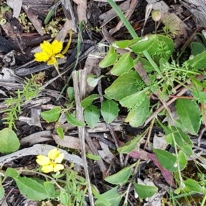 Goodenia hederacea subsp. hederacea at Bruce, ACT - 26 Oct 2020